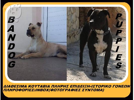 PoulaTo: γεννα ΜΠΑΝΤΟΓΚ συντομα photo απο κουταβια 3-10-14